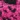 Pink Leopard