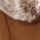 Chestnut