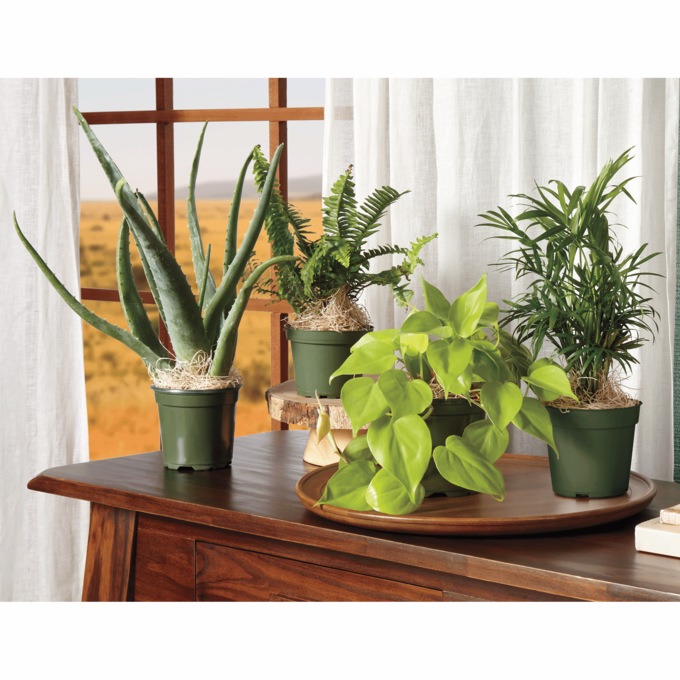 Set of 4 Houseplants, , large