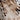 Abstract Animal