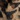 Britts Knit Snow Leopard Hat and Glove Set, Camel, swatch