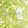 Green Multi