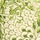 White Leaf Green Multi
