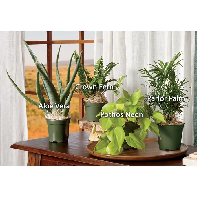 Set of 4 Houseplants, , large